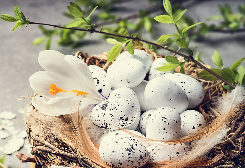 Nest mit weißen Eiern und grünen Zweigen